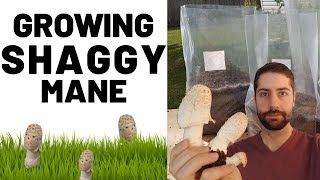 Growing Shaggy Mane Mushroom Coprinus comatus [upl. by Eselehs]