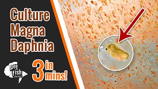 How to culture DAPHNIA MAGNA  The easy way [upl. by Irrak]