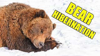 Bear Hibernation – Alaska Bear Hibernation Facts [upl. by Ekusoyr108]