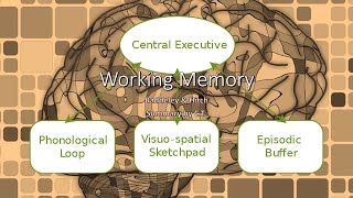 Working Memory  Cognitive Psychology [upl. by Gardie191]