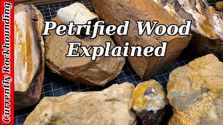 Petrified Wood  What Do You Really Know About It [upl. by Delanty]