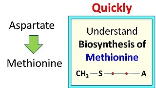 Methionine biosynthesis [upl. by Gino754]