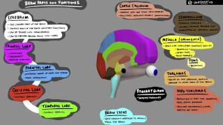 Brain Structure and Function  3D Animation [upl. by Ulises]