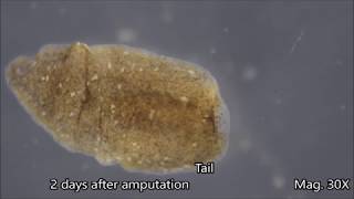 Planaria Regeneration Timelapse [upl. by Ellened659]