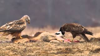 Rotmilan Milvus milvus Mäusebussard Buteo buteo Red Kite and Common Buzzard [upl. by Garibold]