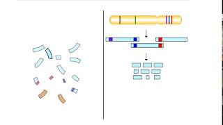 Hierarchical Sequencing Method  Sequence Tagged Sites [upl. by Anitak]