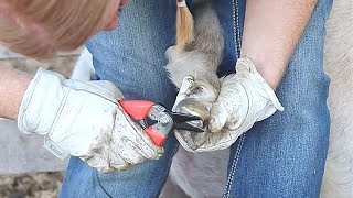 How to Trim Overgrown Goat Hooves [upl. by Nomled]