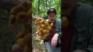 Foraging for Honey Mushrooms Armillaria mellea in Massachusetts [upl. by Silin427]