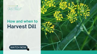 How and When to Harvest Dill [upl. by Pharaoh]