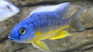 Protomelas Spilonotus Tanzania Liuli African Cichlid Malawi [upl. by Ferrel]