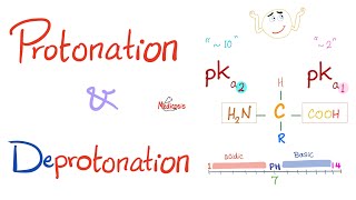 Amino Acids Part 3 pH and Pka  Biochemistry for MCAT DAT NEET [upl. by Fasta]