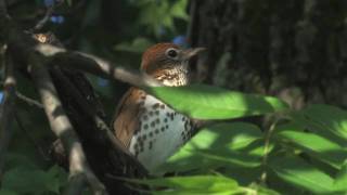 wood thrush [upl. by Yancey834]