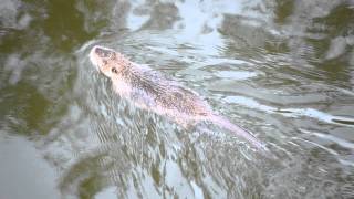 Huge Water Rat Swimming  Large Nutria in Texas [upl. by Zima218]