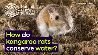 How do kangaroo rats conserve water  Surprising Science [upl. by Rickart299]