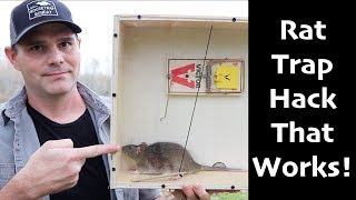 A Rat Trap Hack That Works How To Catch MORE Rats amp Mice  Mousetrap Monday [upl. by Drahnreb]