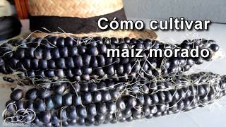 Cómo sembrar y cultivar maíz morado How to Plant Corn Seeds [upl. by Derej463]