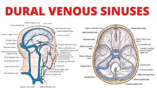 Dural Venous Sinuses [upl. by Blim]