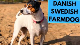 DanishSwedish Farmdog  TOP 10 Interesting Facts [upl. by Bred]