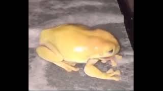 yellow frog screaming [upl. by Lenor186]