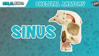 Sinus Skull Anatomy [upl. by Atteuqihc]