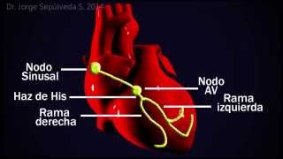 Electrocardiografía Básica Parte 34 [upl. by Aicyle]