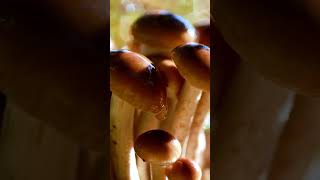 Armillaria ostoyae [upl. by Donielle]