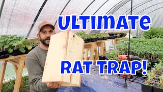 No More Rats Easy Homemade Rat Trap [upl. by Atinrehs]