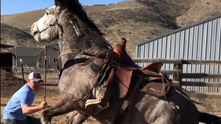 Wild Mustang From Bidding To 1st Ride  Challis Idaho BLM Horse Herd [upl. by Iruy]