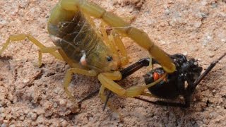 Scorpion Catching Stinging And Preying On Black Widow WarningMay be disturbing to some viewers [upl. by Kalmick433]