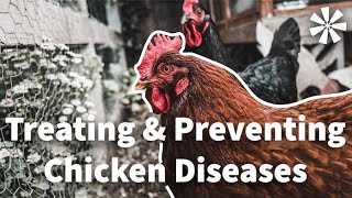 Chicken DISEASES 🦠 How to Treat amp Prevent Them [upl. by Wilfreda383]