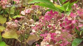 Comment tailler les hortensias   Truffaut [upl. by Bury]