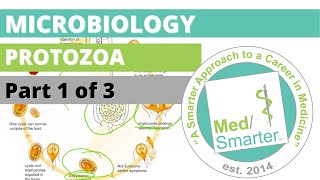 Protozoa  Microbiology  USMLE STEP 1  Part 1 of 3 [upl. by Adaner]