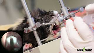 Endoscopic Intubation in Small Exotic Mammals 3 [upl. by Adni]