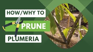 How and Why to Prune Your PlumeriaFrangipani [upl. by Sakram]