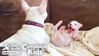 Nubby The 2Legged Boxer Steals His Dad’s Heart  The Dodo Comeback Kids [upl. by Mw]