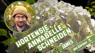 Wie und wann schneidet man eigentlich Schneeballhortensien I James der Gärtner [upl. by Einaej]