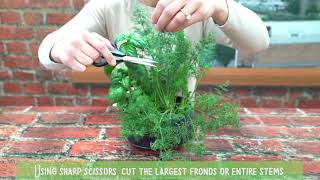 How to Harvest Dill [upl. by Odnesor]