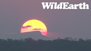 WildEarth  Sunset Safari  13 May 2022 [upl. by Holds494]