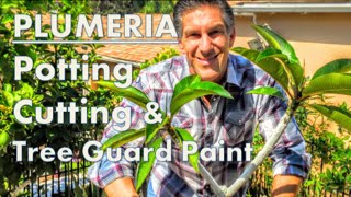 PLUMERIA TIPS Potting Cutting amp IV Organic Tree Guard Paint [upl. by Grodin]