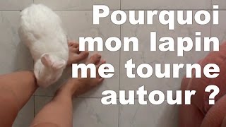 Pourquoi mon lapin me tourne autour [upl. by Anieral]