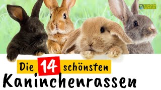 Die 14 schönsten Kaninchenrassen [upl. by Llecrep]