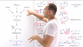 Metabolism of Methionine [upl. by Hagen485]