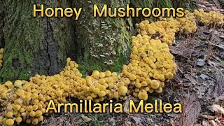 Honey Mushrooms Armillaria Mellea [upl. by Oicelem412]