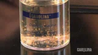 How to Care for Daphnia [upl. by Akineg958]