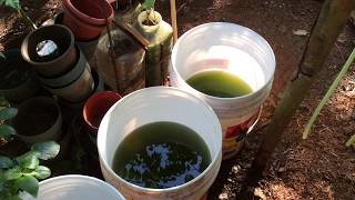 How to grow Green Water Algae [upl. by Nylasoj]