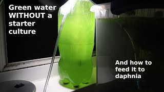 Green Water WITHOUT a Starter Culture  From Scratch  How To [upl. by Tatianna]