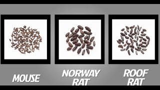 How to Identify Mice and Rats  TOMCAT  Scotts MiracleGro Canada [upl. by Buller358]