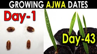 AJWA DATE SEED GERMINATION PART1 How to Grow Ajwa Date Palm Tree from Seed SproutingSeeds [upl. by Maggi]