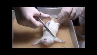 Rat dissection at the Department of Zoology University of Johannesburg [upl. by Aselehc]