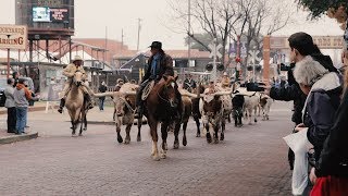 Texas Towns  The Fort Worth Stockyards [upl. by Noskcire692]